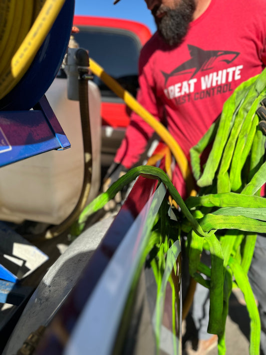 Fall Pest Prevention Tips for Arizona Homes