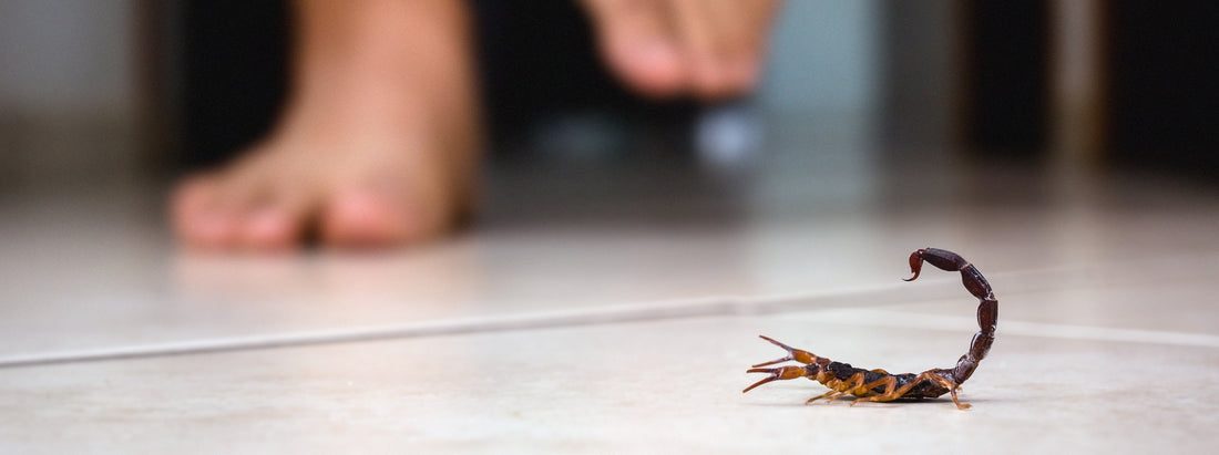 How to Keep Scorpions Out of Your Phoenix Home