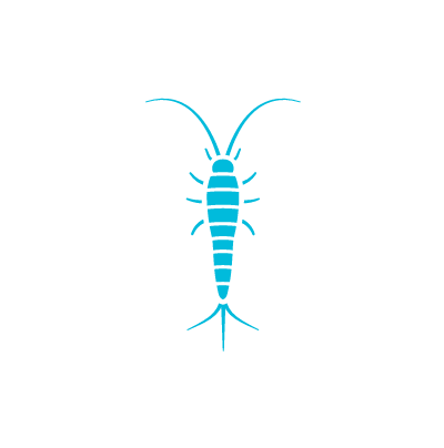 Phoenix Arizona Silverfish Bug Icon