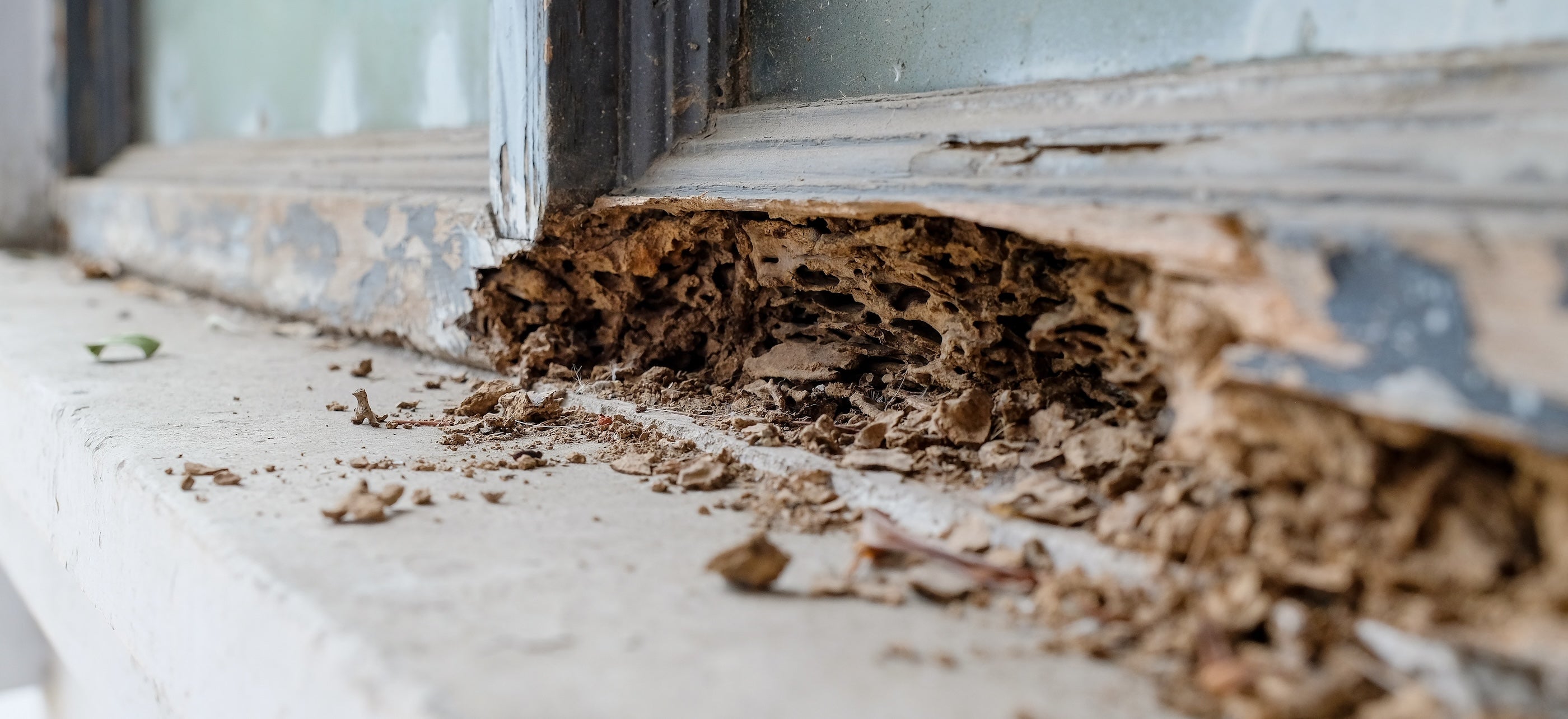 Phoenix Arizona Termite Damage Example Photo