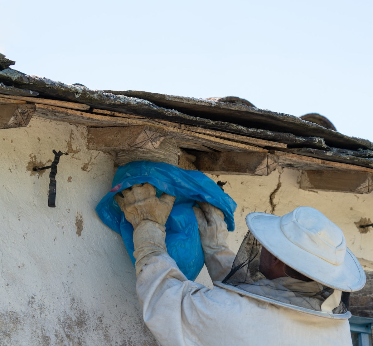 Great White Pest Control Bee Hive Hornets Nest Removal Process in Phoenix AZ